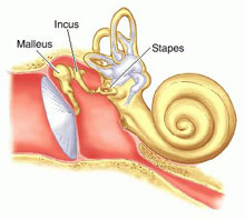 ossicles