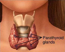 parathyroid glands