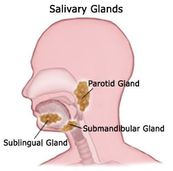salviary glands